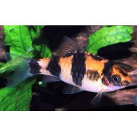 Рыбка Барбус панда (Barbus fasciatus) Рыбка Барбус панда (Barbus fasciatus)